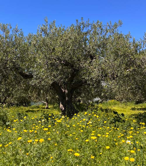 Olive tree on Crete in springtime